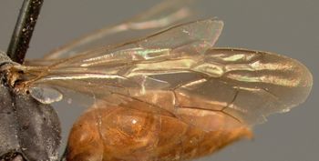 Media type: image;   Entomology 13650 Aspect: wing